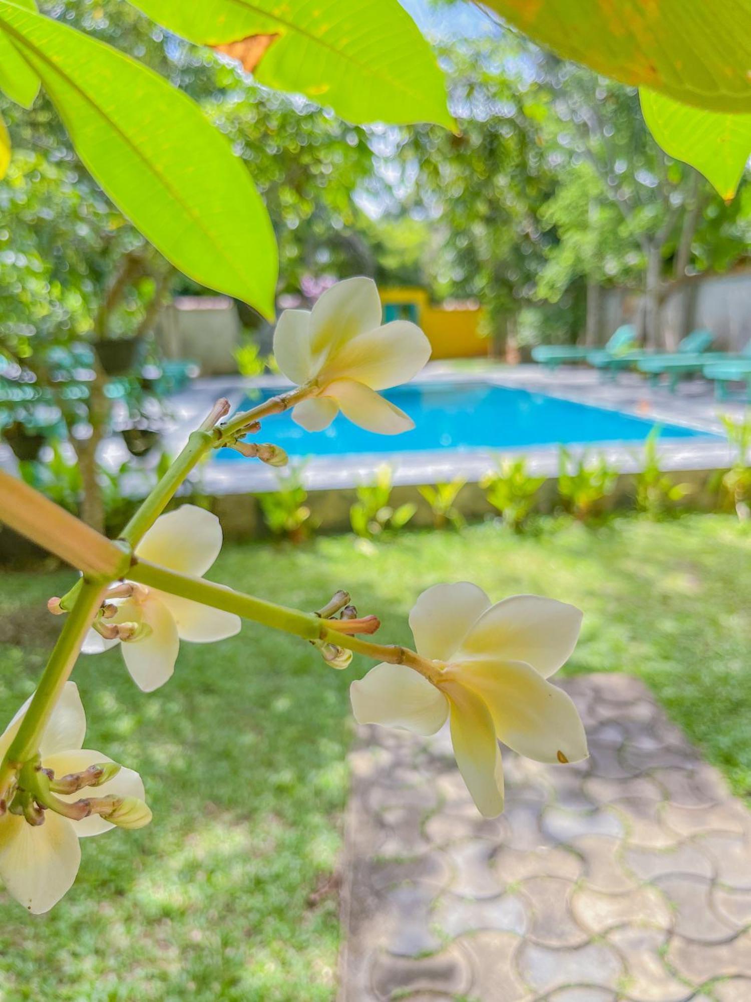 فندق Easy Living هيكادوفا المظهر الخارجي الصورة